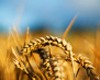 Правительство частично сняло запрет на экспорт зерна из России
