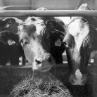 МАСЛО МАСЛЯНОЕ МАСЛО МАСЛЯНОЕ