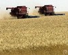 Конференция «Современные сорта и агротехнологии, их роль в развитии АПК Сибири» пройдет в краевой столице