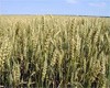 Власти Кубани предлагают ввести уголовную ответственность за нарушения содержания животных