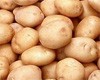 Неразвитость кооперации делает невыгодным производство картофеля на малых площадях