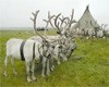 Архангельск. Производственные сельхозкооперативы судятся с бюджетом из-за субсидий