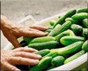 Реализация программ по поддержке фермеров началась на Ставрополье