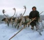 В НАО создается совместное предприятие с Китаем по переработке продукции оленеводства