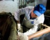 Ростовсквя область: Будет закрыто большинство боен и предприятий по производству мяса и молока