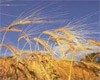 Инвестиции в АПК Ставропольского края
