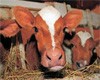 И.Томич: до конца года закупочная цена на молоко более чем до 2,4 грн не вырастет